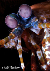 Peacock Mantis Shrimp closeup by Debi Henshaw 